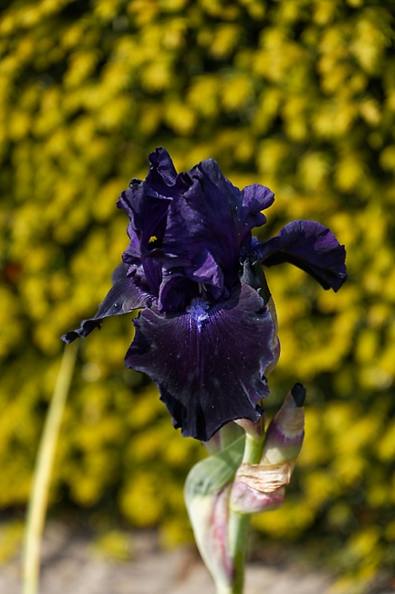 Jardin des Impressionnistes-MAI14-033